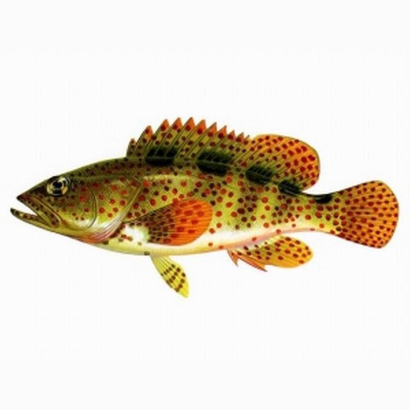 虎刺魚品種圖片