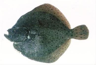 多寶魚圖片簡筆畫