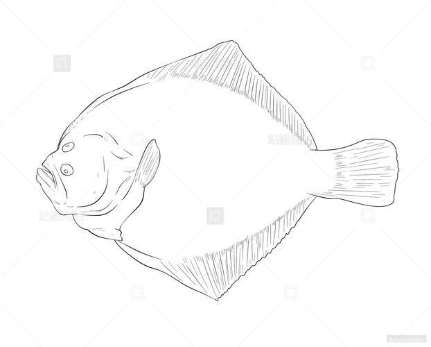 多寶魚圖片簡筆畫