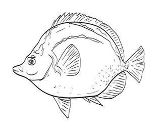 多寶魚圖片簡筆畫