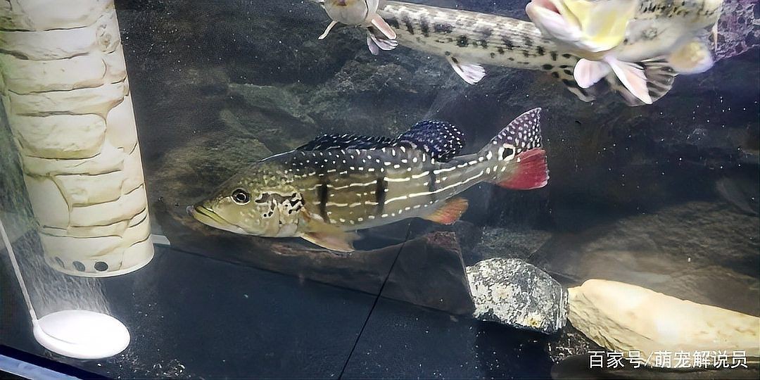 皇冠三間和帝王三間