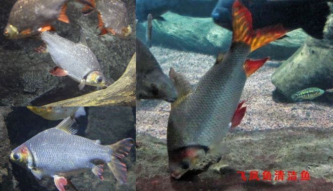 合肥市草巷生態水族有限公司（合肥市草巷生態水族有限公司電話）
