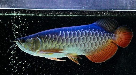 海南金龍魚圖片欣賞大全