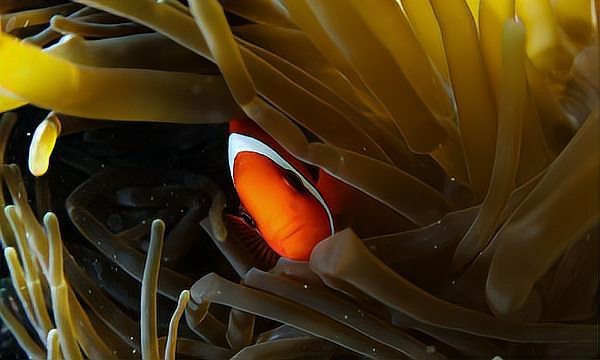海南金龍魚圖片欣賞大全