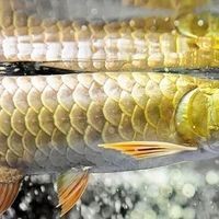 金龍魚幼苗