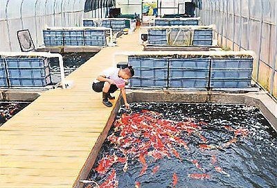 觀賞魚個體經營類目