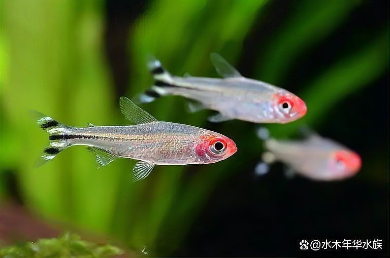 紅腦袋的魚是什么魚
