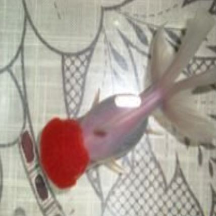 紅腦袋的魚是什么魚
