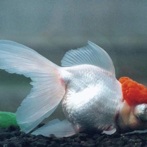 紅腦袋的魚是什么魚