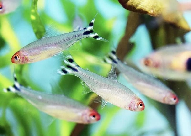 紅腦袋的魚是什么魚