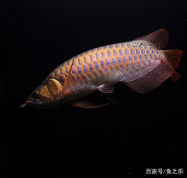 還有哪些拍攝龍魚的角度可以嘗試？