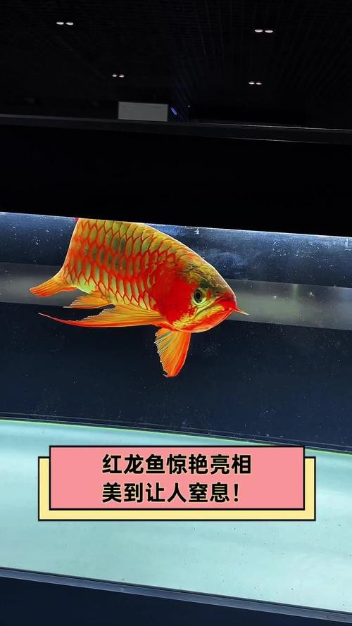 什么樣的紅龍魚最好養活圖片