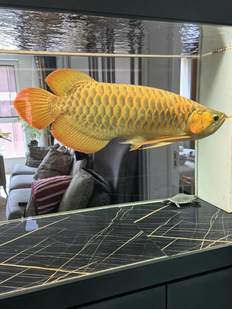 什么樣的紅龍魚最好養活圖片