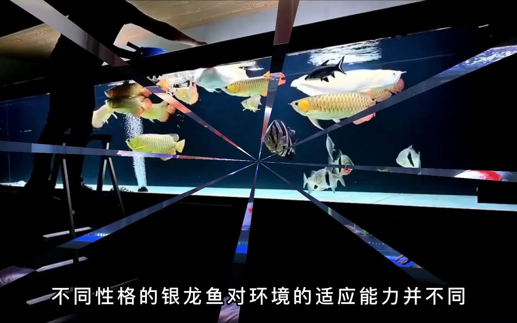 銀龍魚突然不吃食了怎么回事