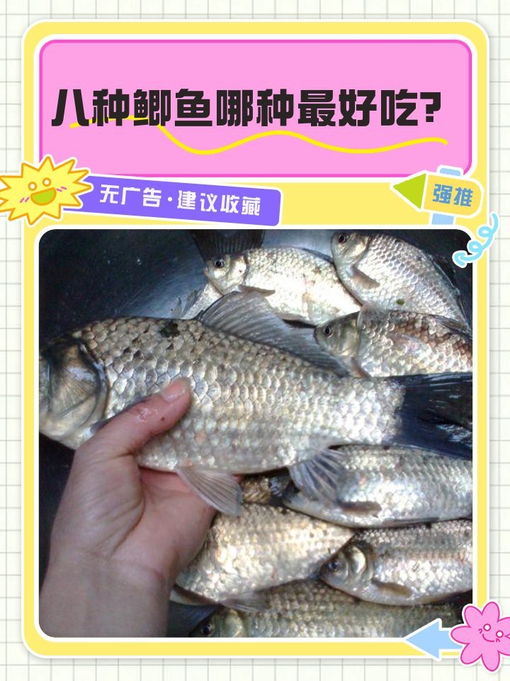十大最好的鯽魚排名