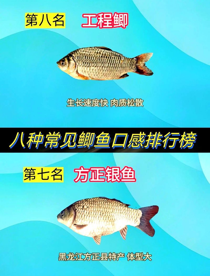 十大最好的鯽魚排名