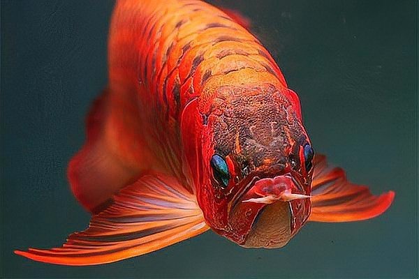 27種龍魚品種大全