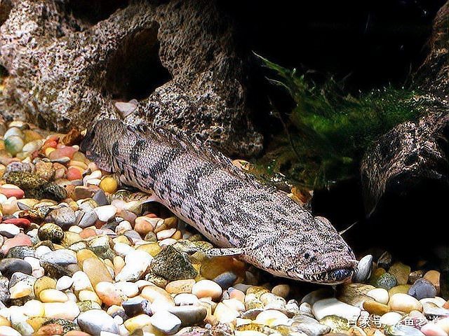 27種龍魚品種大全