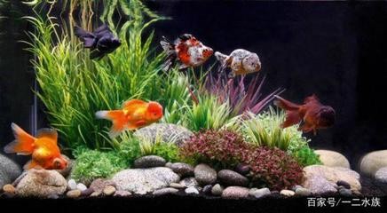龍魚白色肉球會(huì)自行消退嗎，龍魚體表出現(xiàn)白色肉球狀突起，及時(shí)治療，金龍魚腹部鼓凸