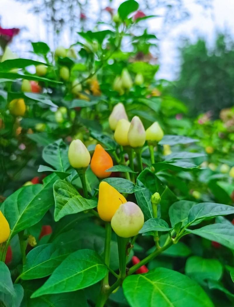 紅辣椒暗示什么意思