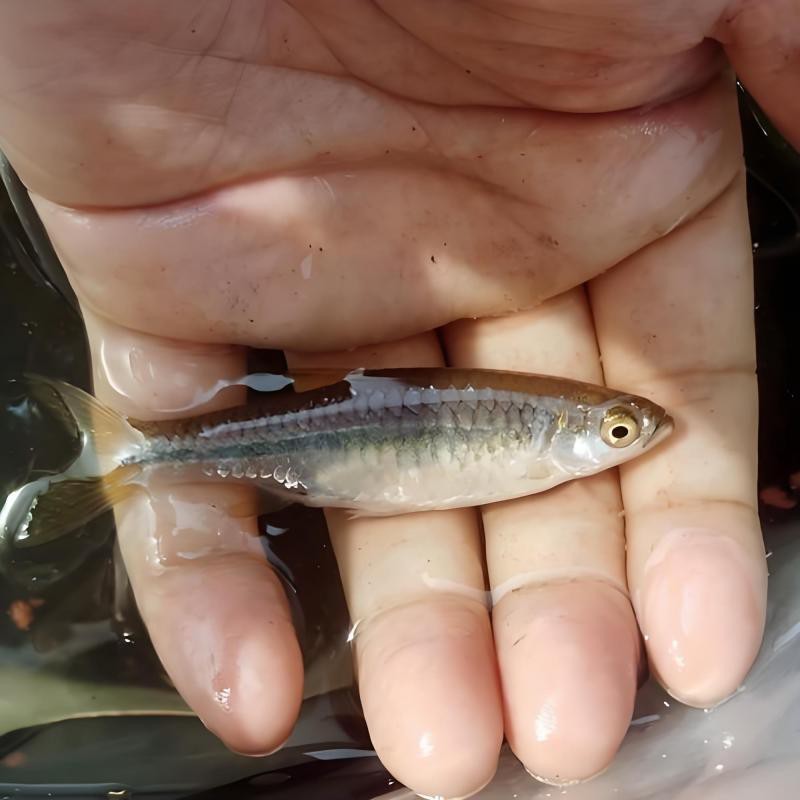 南方波魚能長多大