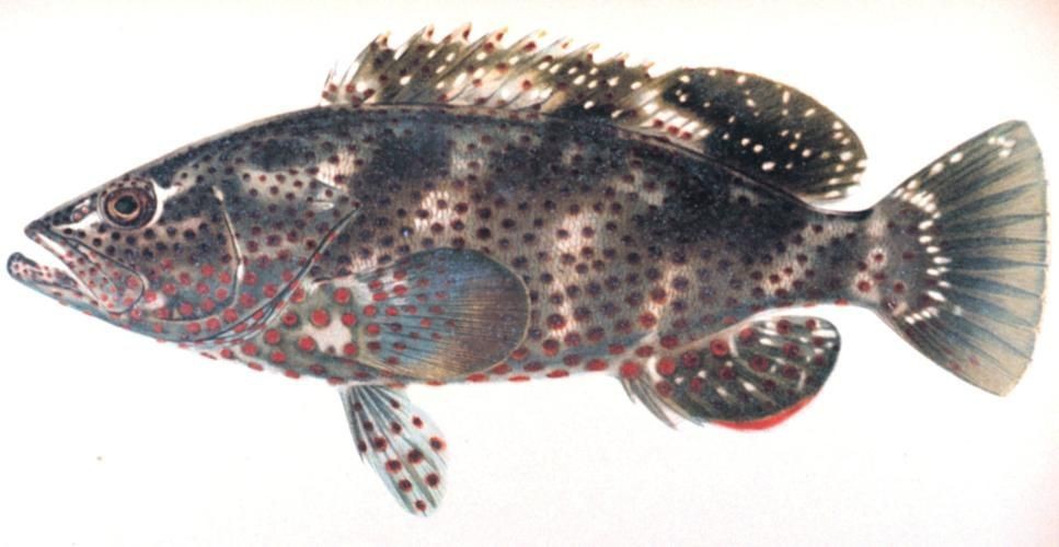 花斑魚和石斑魚圖片