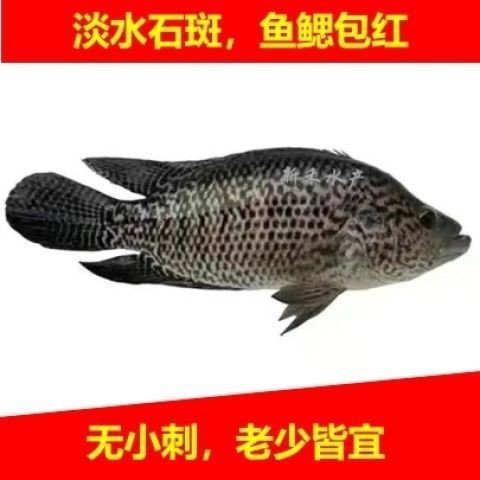 花斑魚和石斑魚圖片