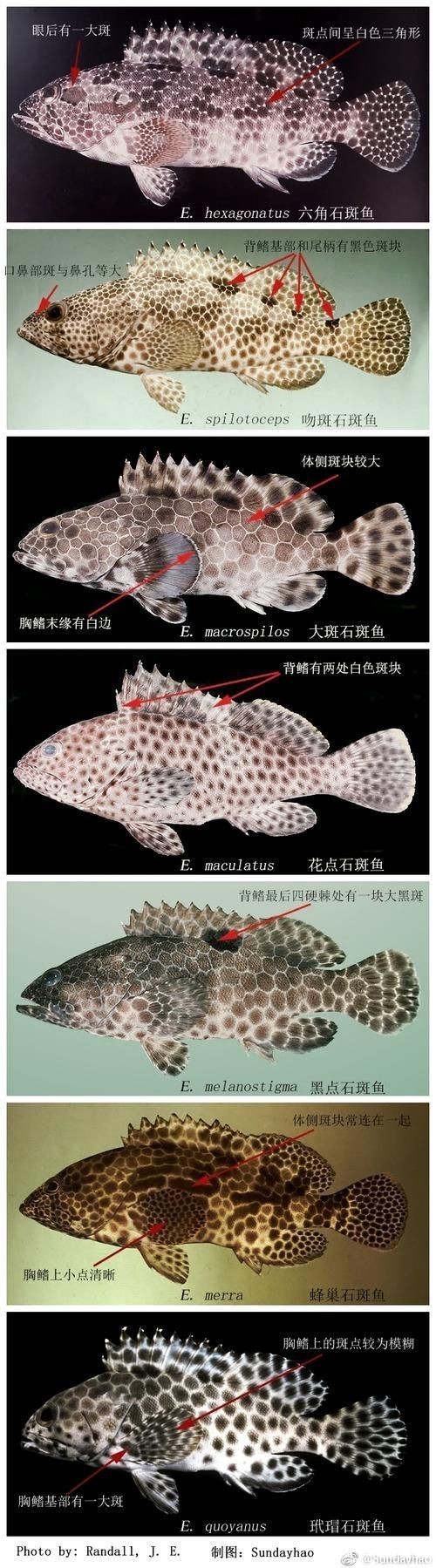 花斑魚和石斑魚圖片