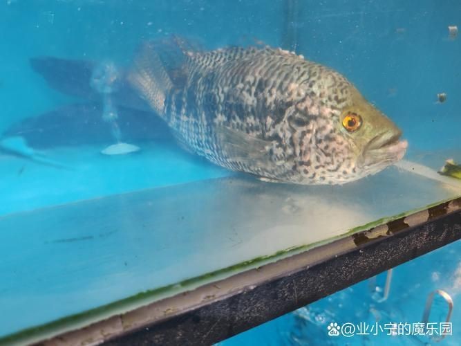 花斑魚和石斑魚圖片