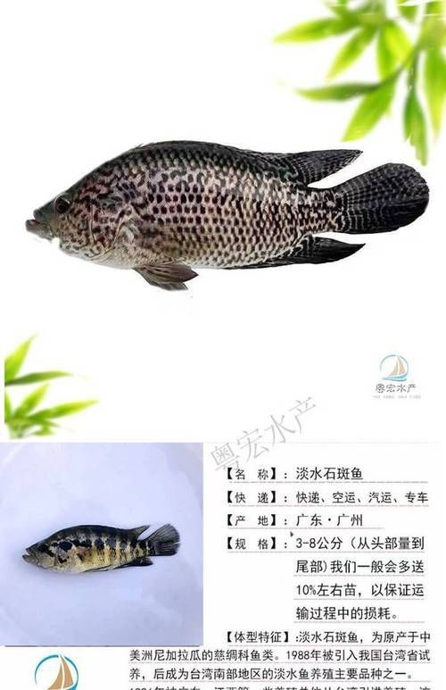花斑魚和石斑魚圖片
