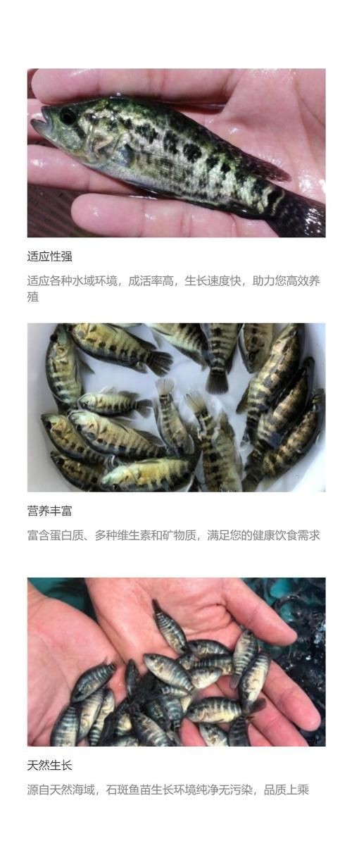 花斑魚和石斑魚圖片