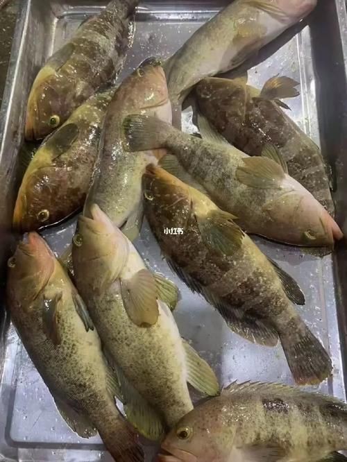 花斑魚和石斑魚圖片