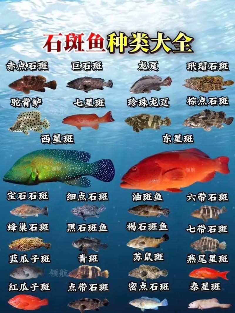 花斑魚和石斑魚圖片
