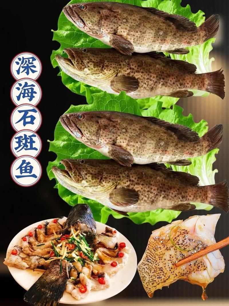 花斑魚和石斑魚圖片