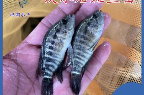 花斑魚和石斑魚圖片