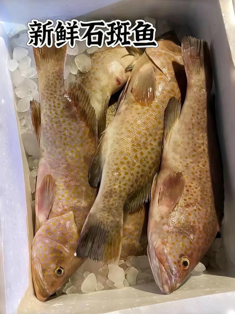 花斑魚和石斑魚圖片