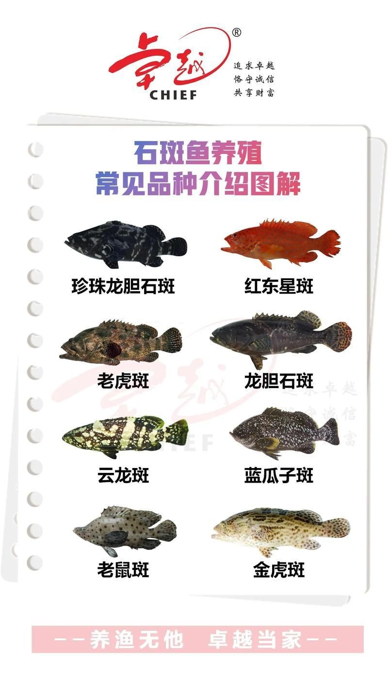花斑魚和石斑魚圖片
