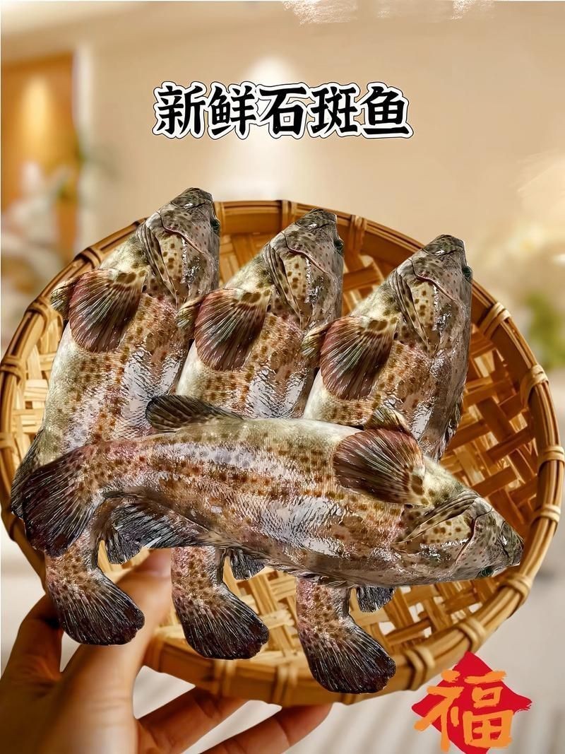 花斑魚和石斑魚圖片
