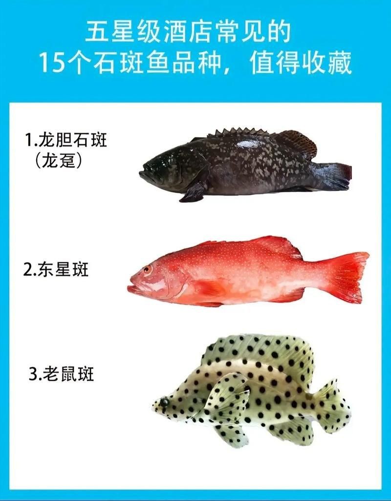 花斑魚和石斑魚圖片