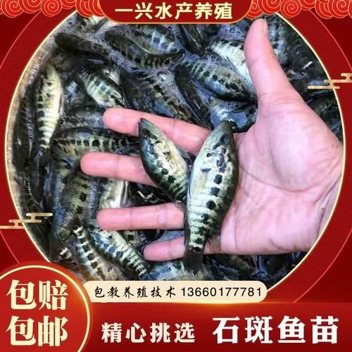 花斑魚和石斑魚圖片