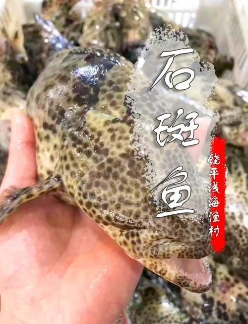 花斑魚和石斑魚圖片