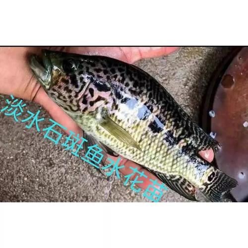 花斑魚和石斑魚圖片