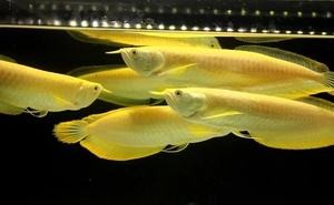 飼料 銀龍魚和熱帶魚可以混養嗎圖片(銀龍魚和熱帶魚可以混養嗎圖片大全) 銀龍魚百科 銀龍魚和熱帶魚可以混養嗎圖片(銀龍魚和熱帶魚可以混養嗎圖片大全) 銀龍魚和熱帶魚可以混養嗎圖片(銀龍魚和熱帶魚可以混養嗎圖片大全) 銀龍魚百科
