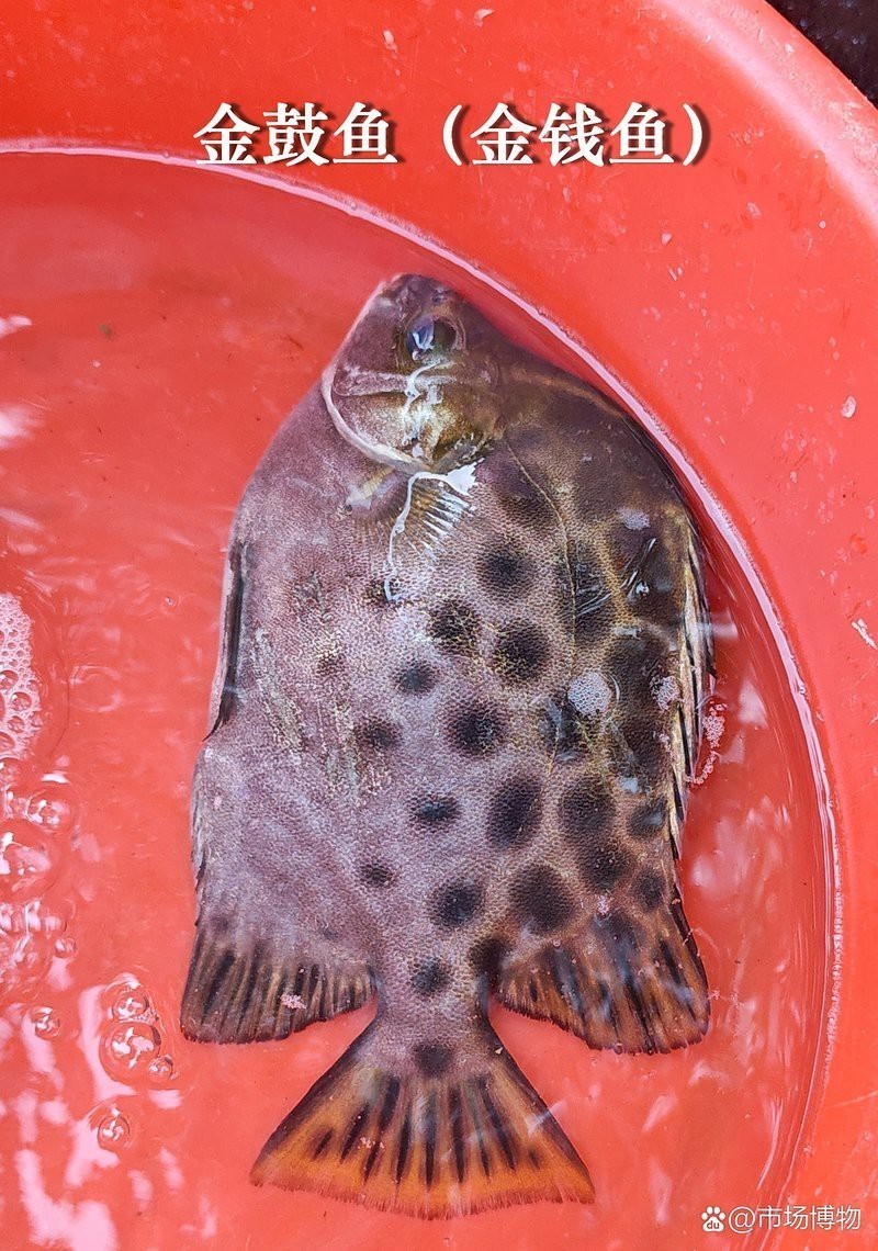 非洲金鼓魚價格多少一斤