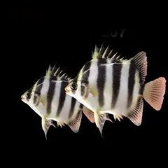 非洲金鼓魚價格多少一斤
