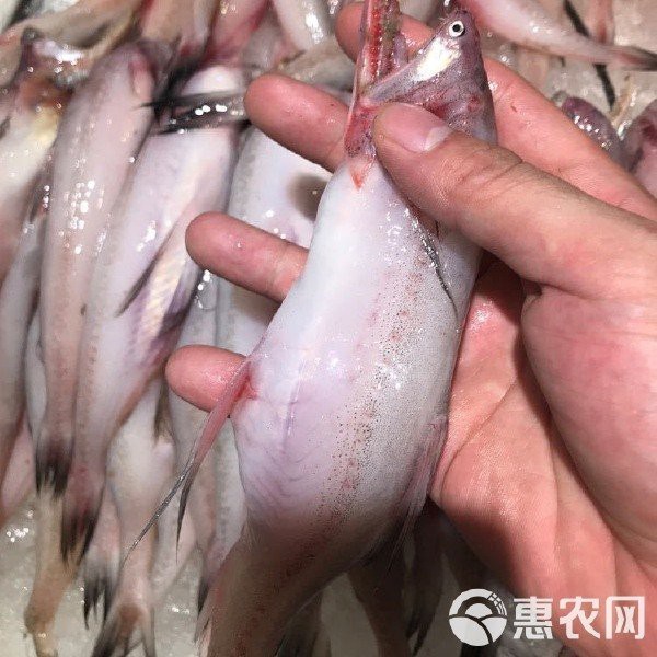 龍頭魚的價格是多少？