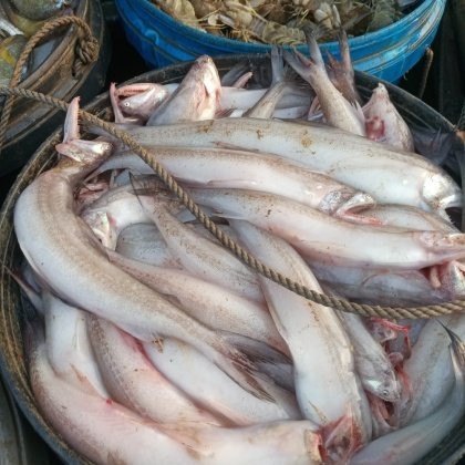 龍頭魚的價格是多少？