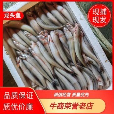 龍頭魚的價格是多少？