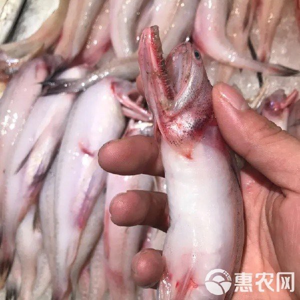 龍頭魚的價格是多少？