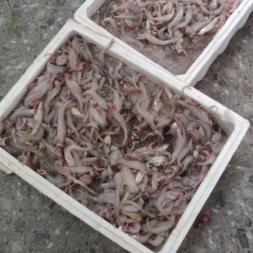 龍頭魚的價格是多少？
